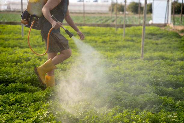 Best Best Pest Control Companies  in Hamton, IL