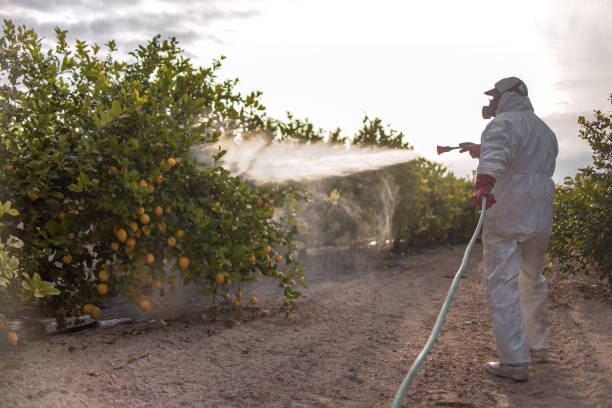 Best Cockroach Control Services  in Hamton, IL