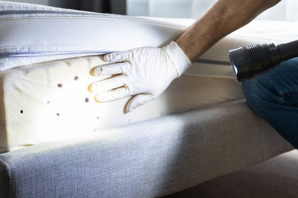 Best Exterminator Services  in Hamton, IL