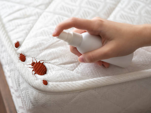 Best Mosquito Control Services  in Hamton, IL