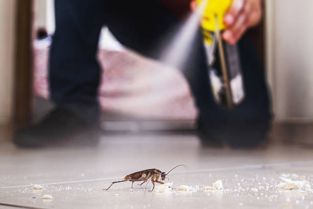 Best Insect Control  in Hamton, IL