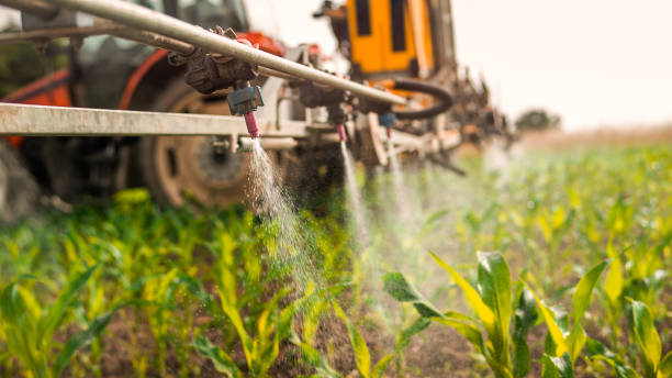Best Ant Control Services  in Hamton, IL